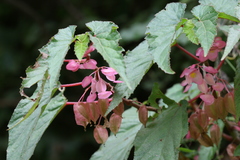 Begonia malabarica